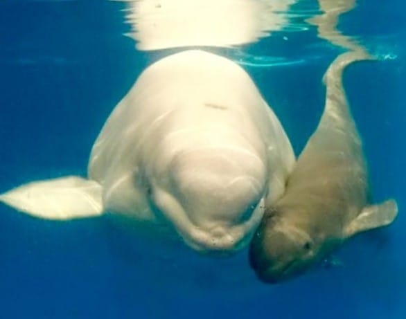 Bebe+Beluga
